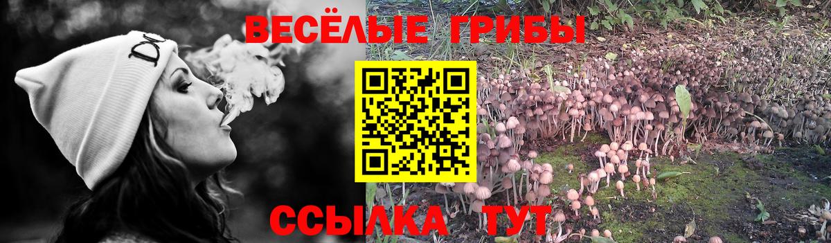 Туймазы  Псилоцибиновые грибы Psilocybine cubensis  Вход с VPN 